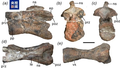 中国雲南省で前期ジュラ紀龍脚形類恐龍の新属種発見