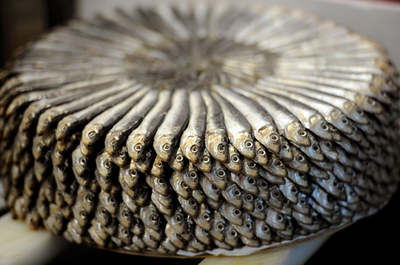 「不気味な魚」食べて海を守ろう、イタリアでスローフードイベント