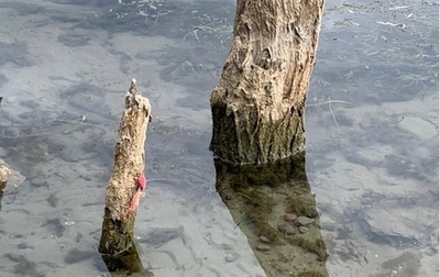 洱海をジャンボタニシから守れ 人民総動員の「持久戦」へ