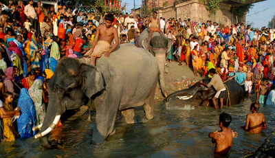 インドでアジア最大規模の家畜市、ゾウも沐浴