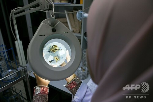 パーム油生産大国マレーシア、アブラヤシの小型品種に希望託す パーム油生産大国マレーシア、アブラヤシの小型品種に希望託す