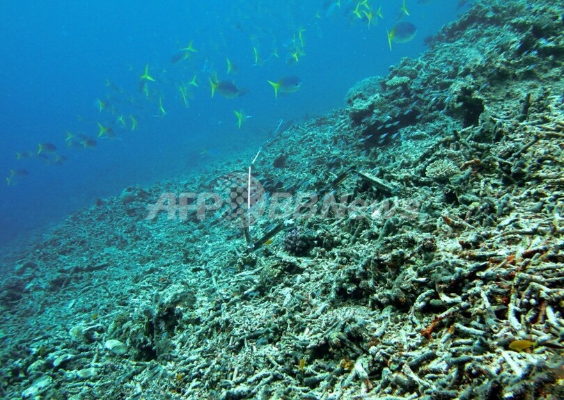 フィリピンの有名サンゴ礁でオニヒトデ発生 写真1枚 国際ニュース Afpbb News
