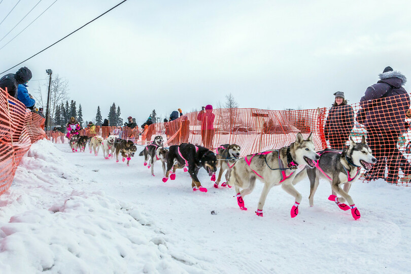 女性犬ぞり師の本多さん、1600キロの米レースを無事完走