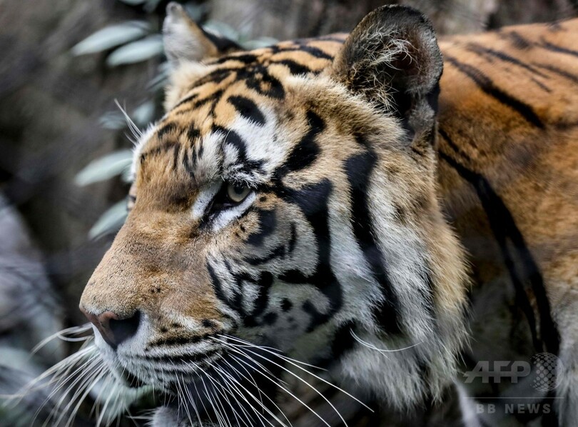 世界で愛される野生動物 人気が絶滅の一因に 研究 写真1枚 国際ニュース Afpbb News