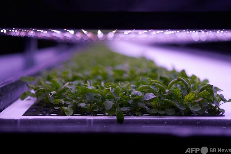 欧州最大規模の「垂直農場」、デンマークに誕生