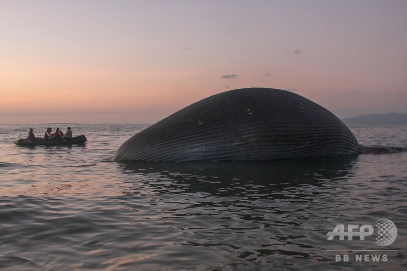 体長23mの巨大クジラの死骸漂着 死因不明 インドネシア 写真1枚 国際ニュース Afpbb News