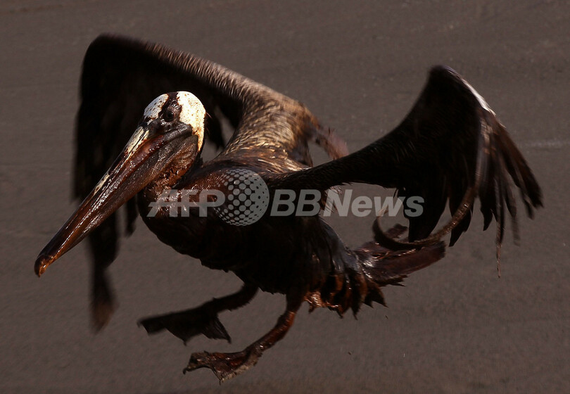 油まみれの鳥たち、メキシコ湾原油流出事故