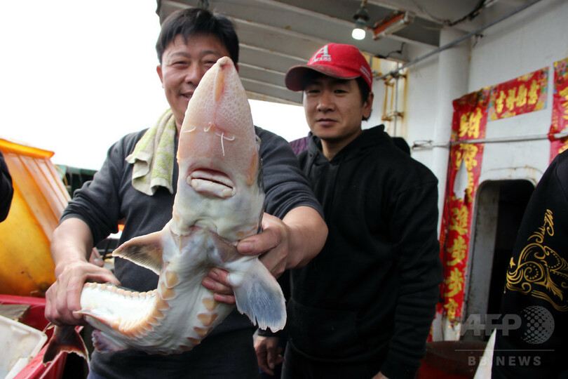 漁民が「怪魚」を捕獲、カラチョウザメの幼魚と判明 浙江省