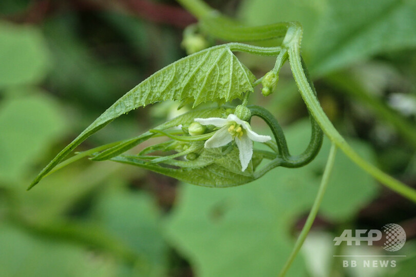 つる植物の特異な「葉の温室」 91歳の自然ボランティアが発見 山形
