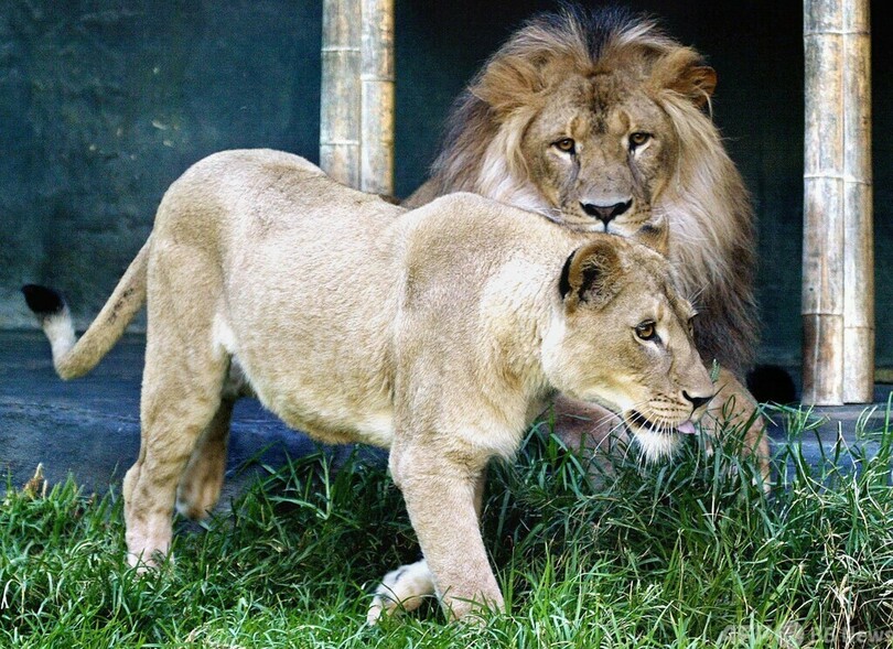 ライオンの「異教間つがい」が物議 インド裁判所、改名を要請