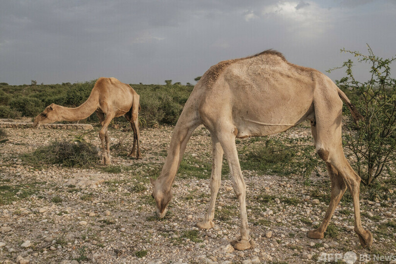 ソマリアで干ばつ悪化 4人に1人「急性飢餓」の危機