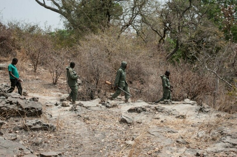 ナイジェリア「最後のライオン」を探して、絶滅の可能性も