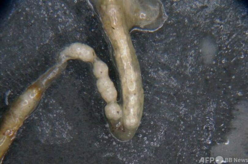 発泡スチロール食べるスーパーワーム、プラ再利用拡大のカギとなるか