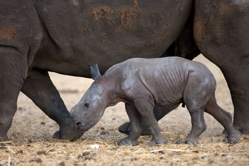 甘えん坊のシロサイの赤ちゃん、イスラエル