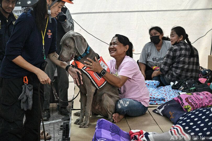 【今日の1枚】不明者家族に寄り添う救助犬、タイのビル倒壊現場で