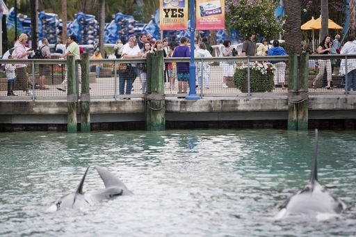 女性トレーナーがシャチに襲われ死亡 米の水族館 写真3枚 国際ニュース Afpbb News