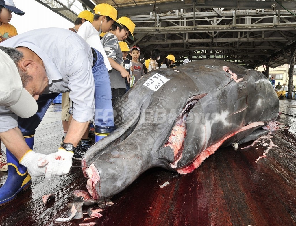 日本の研究結果「クジラの皮下脂肪は減少」の余波 日本の研究結果「クジラの皮下脂肪は減少」の余波