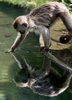 ベネズエラ・カラカス（Caracas）の動物公園では、かわいらしいサルたちが人気だ。写真は、水を飲もうとするサル（2009年5月12日撮影）。(c)AFP/THOMAS COEX
