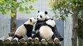 金輝（右）に授乳する珍珍（中央、2025年5月14日撮影）。(c)Xinhua News