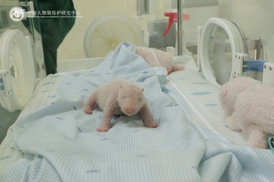 インドネシア在住のパンダ「フーチュン」 初の赤ちゃん誕生