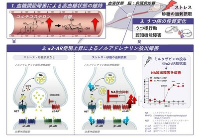 ストレス下での甘味摂取がうつ病態を変える