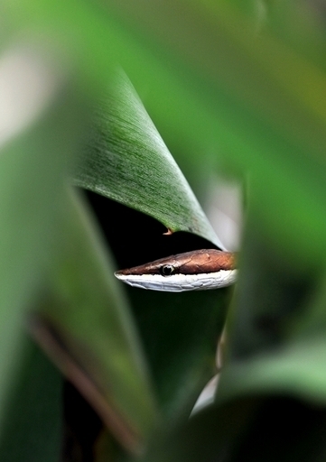 女性がヘビを見つける「恐怖本能」、排卵後に高まる 京大研究