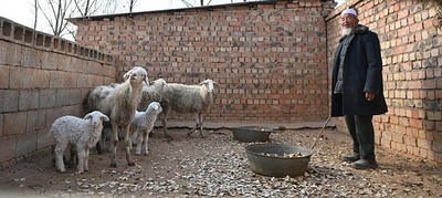 中国甘粛省地震後に政府が牛や羊を高く買い取り 農家を支援