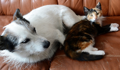 ソファでくつろぐ犬と猫、ポーランド