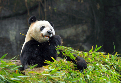 端午節で大人気、中国・成都の赤ちゃんパンダ