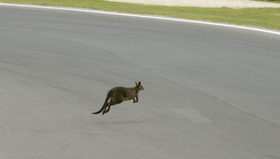 フランスの町に野良ワラビー？飼い主も現れず謎を呼ぶ