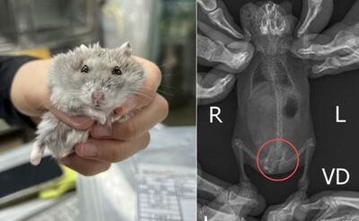 「ハムスター虐待を生配信」男の身元判明…韓国・保護22匹は骨折・眼球損傷の深刻状態
