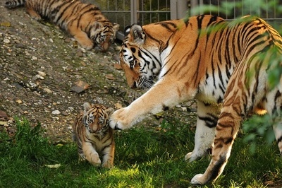 初めての探検、シベリアトラの赤ちゃん ドイツ