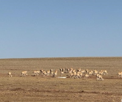 中国のココシリで今年のチルーの繁殖移動が開始