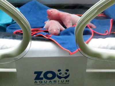 双子のパンダ誕生、スペインの動物園