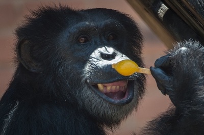 アイスを頬張るチンパンジー、猛暑ブラジル・リオ