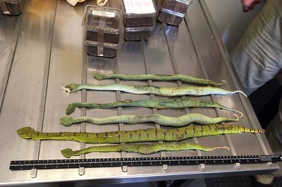 靴の箱から毒ヘビやクモ、サソリがぞろぞろ… 豪税関が発見