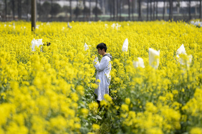 湖南で人気の「菜の花畑」、一般公開を中止 観光客増に対応できず