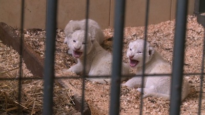 「ホワイト」ライオンとタイガーの赤ちゃん、誕生相次ぐ ポーランド