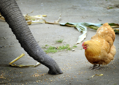 ゾウとニワトリの一風変わった共同生活、ドイツ西部の動物園
