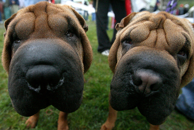 全犬種対象の全国ドッグコンテスト開催 - スロバキア