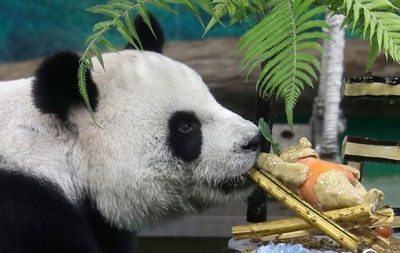 台湾のファンがジャイアントパンダのユエンユエンの21歳誕生日を祝う