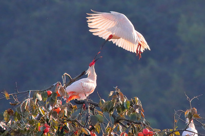 中国初の国家トキ保護研究センターが陝西省に誕生へ