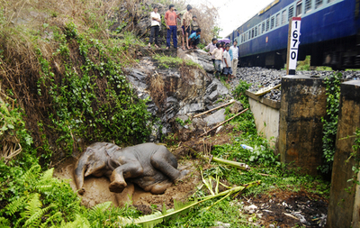 インド野生保護区でゾウと列車が衝突