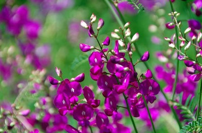 山火事後に生え広がった野草食べた羊に異変、「まるで薬物中毒」