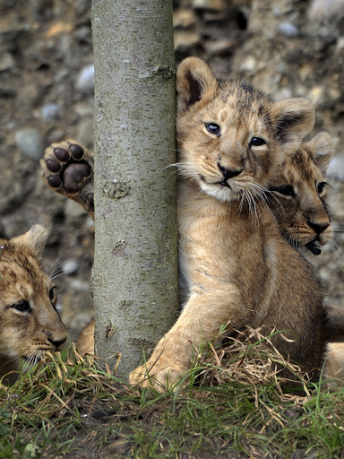 スイスの動物園で赤ちゃんライオン4匹がデビュー