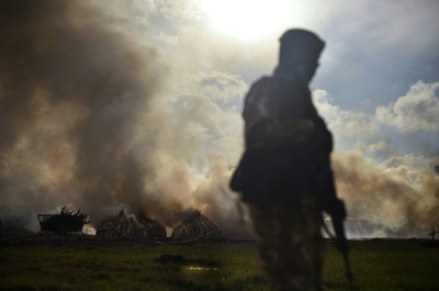 象牙をDNA検査、アフリカの密輸カルテル3件特定