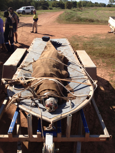 イヌ9匹食べたクロコダイルを捕獲、豪州