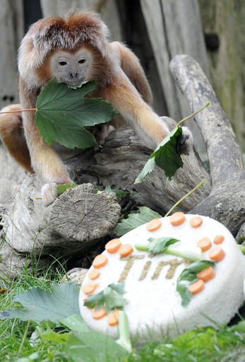 ラングールのティム君、誕生日プレゼントはケーキと葉っぱのカード?