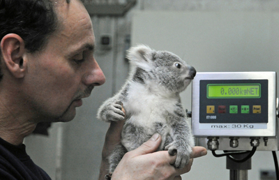 動物たちも身体検査、新年のドイツ