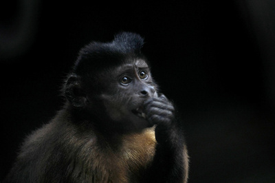 太古のサル、大陸接合前に北米に到達か 化石研究